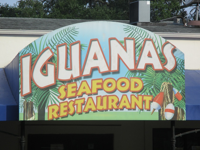 Iguanas, Saint Simons Island&nbsp;GA